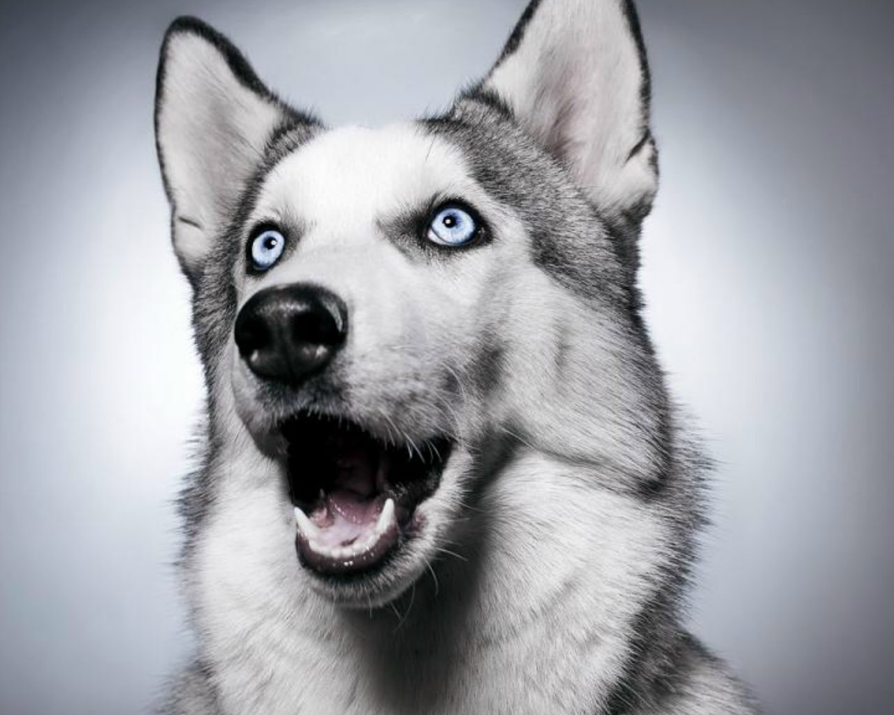 6123 Siberian Husky Stock Photos HighRes Pictures and Images  Getty  Images